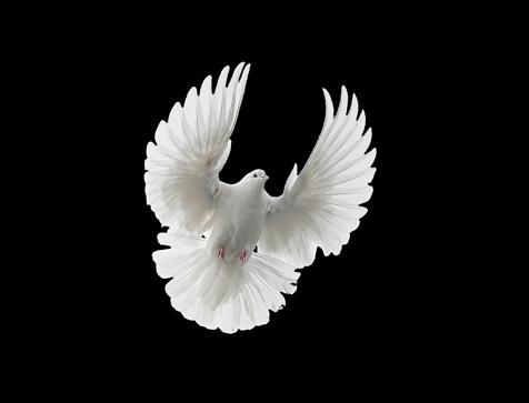 Flying white dove isolated on a black background