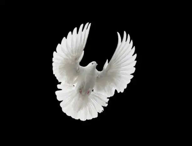 Photo of White dove flying