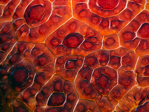 Underwater close-up photography of a skin texture.