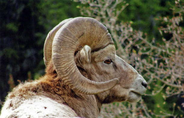 istock Male Bighorn Sheep, Ram, close-up 1005043200