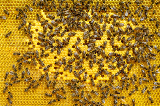 istock Hardworking Bees on Honeycomb in beehive. Bees Broods. 1005062340
