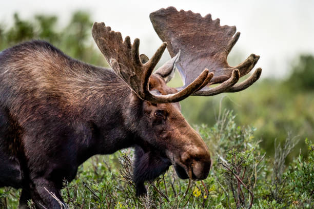 colorado bull moose - orignal mâle photos et images de collection