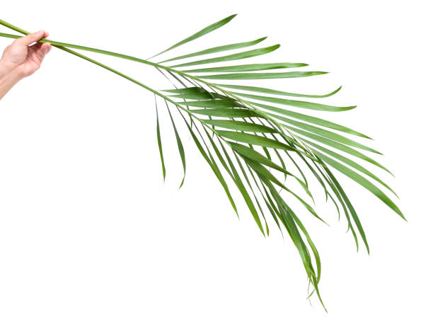 istock Green leaf of palm tree isolated on white 1005073356