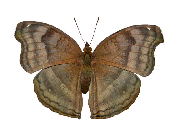 istock The chocolate pansy butterfly, Junonia iphita, is isolated on white background 1005073466