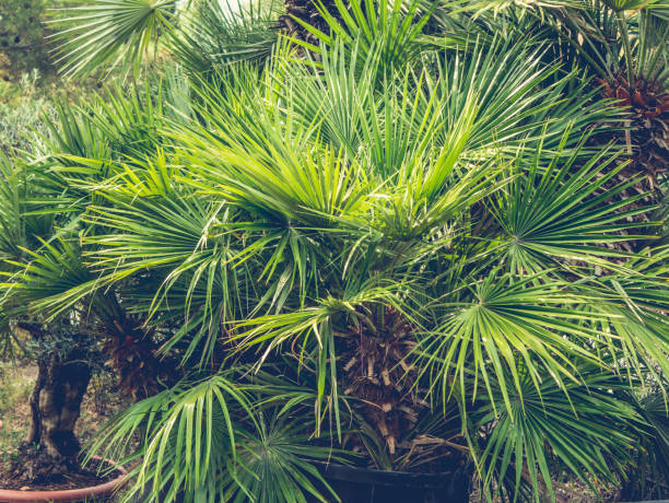 istock close up palm tree leafs toned summer sxotic concept 1005075918