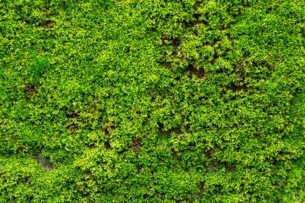 istock Green moss on old concrete wall. green moss texture background 1005076332