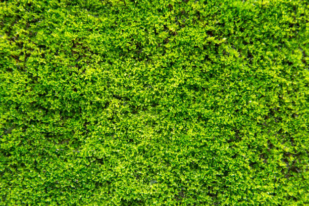 istock Green moss on old concrete wall. green moss texture background 1005080644