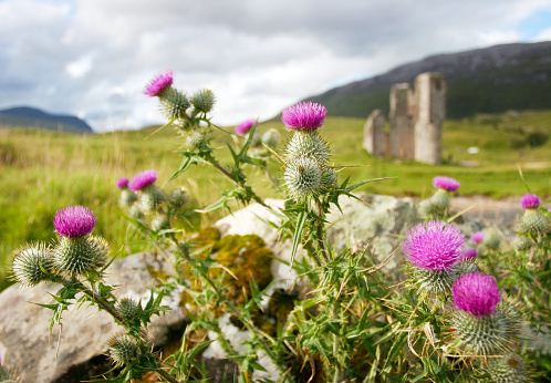 A patch of thistles, the national flower of Scotland, seen in a mountainous Scottish Highland landscape near Inchnadamph on Loch Assynt. In the background the ruined remains of Ardvreck Castle are visible.