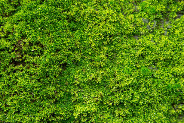 istock Green moss on old concrete wall. green moss texture background 1005083088
