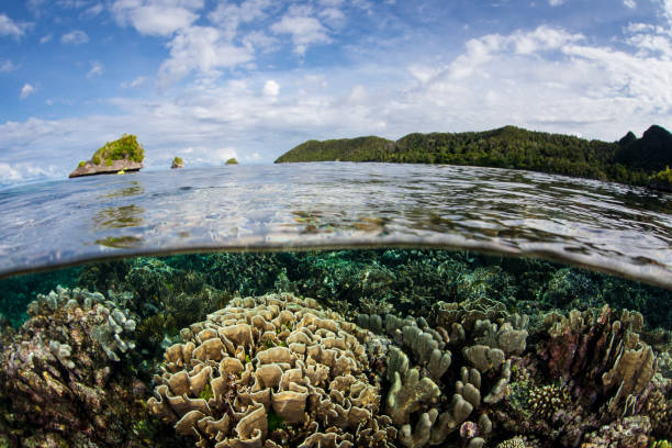 istock Healthy Reef in Wayag, Raja Ampat 1005085598