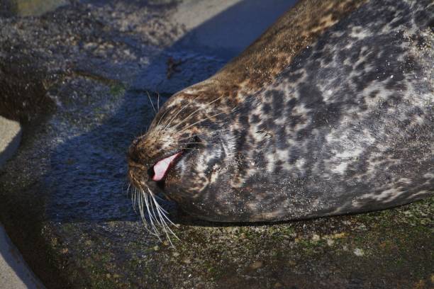 istock Seal Sticking out Tongue 1005088528