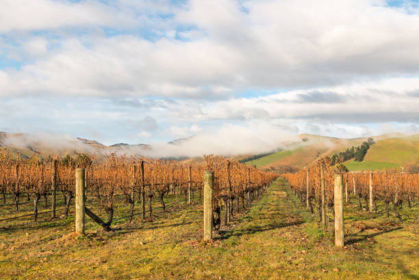 otoño paisaje de viñedos en la región de marlborough, nueva zelanda - marlborough region zealand new new zealand fotografías e imágenes de stock