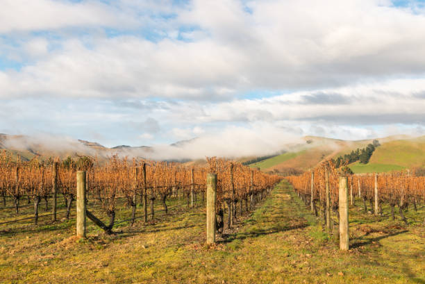 말보로 지역, 뉴질랜드에서에서가 포도밭 풍경 - marlborough region zealand new landscape 뉴스 사진 이미지