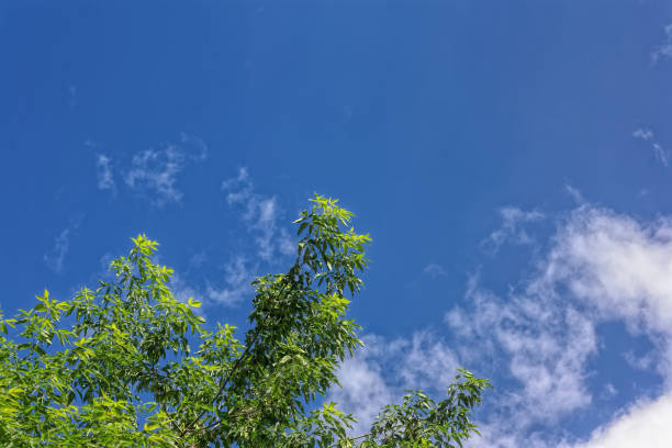istock Green leaves against a brightly blue sky 1005103944