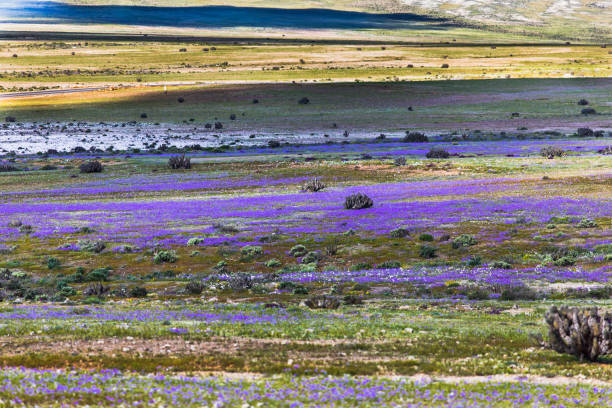 A rare phenomenon, flowers fields inside Atacama Desert From time to time rain comes to Atacama Desert, when that happens thousands of flowers grow along the desert from seeds that are from hundreds of years ago, amazing the "Desierto Florido" phenomenom atacama region stock pictures, royalty-free photos & images