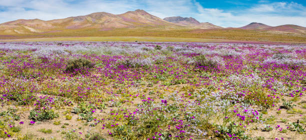 Flower fields at Atacama Desert, a rare phenomenon From time to time rain comes to Atacama Desert, when that happens thousands of flowers grow along the desert from seeds that are from hundreds of years ago, amazing the "Desierto Florido" phenomenom atacama desert photos stock pictures, royalty-free photos & images