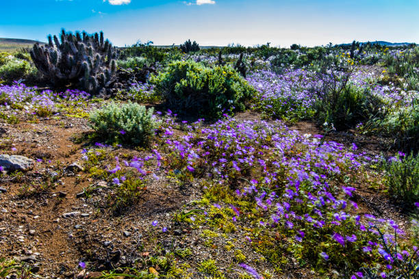 istock A rare phenomenon, flowers fields inside Atacama Desert 1005111868