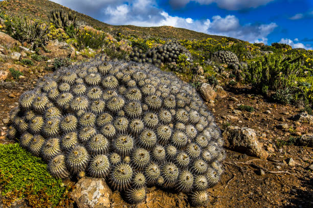 istock A Copiapoa Cactus inside Llanos de Challe National Park at Atacama Desert, Chile 1005111892