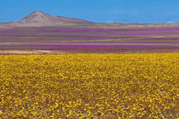 istock A rare phenomenon, flowers fields inside Atacama Desert 1005113914