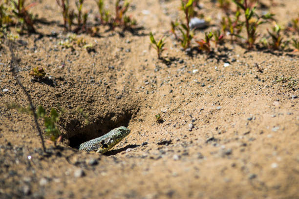 Atacama Desert an amazing and remote place with a variety of life