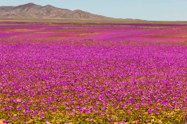 un fenómeno raro, campos de flores en el desierto de atacama - flower head fotografías e imágenes de stock