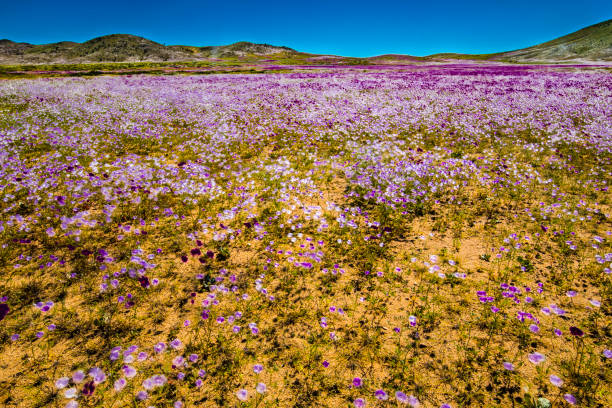istock A rare phenomenon, flowers fields inside Atacama Desert 1005118094