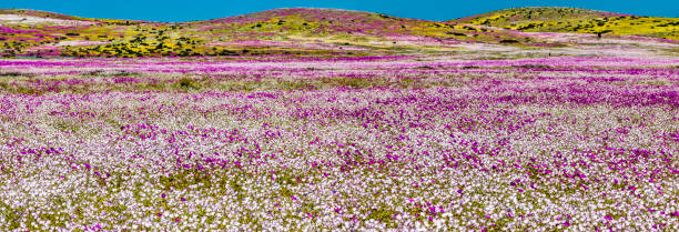 istock A rare phenomenon, flowers fields inside Atacama Desert 1005118138