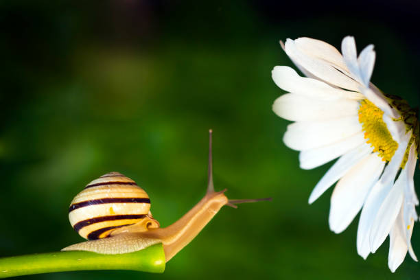 grama de caracol e daisy - snail environmental conservation garden snail mollusk - fotografias e filmes do acervo