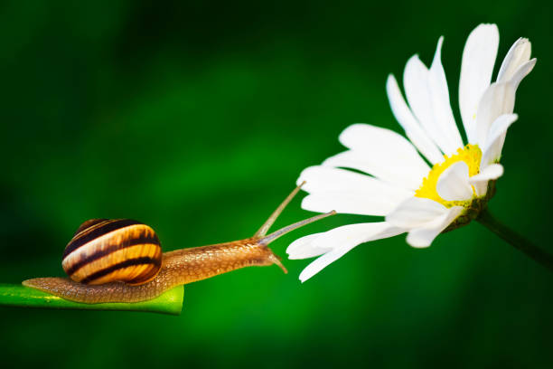 grama de caracol e daisy - snail environmental conservation garden snail mollusk - fotografias e filmes do acervo