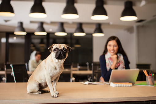 A small dog sitting on desk in front of young woman and looking at the camera.