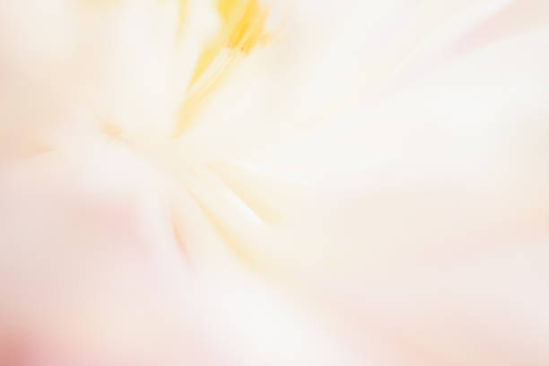 istock Sweet color lotus  in soft style for background 1005124532