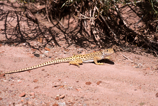 Leopard lizard in the Mojave Desert in northern Arizona
