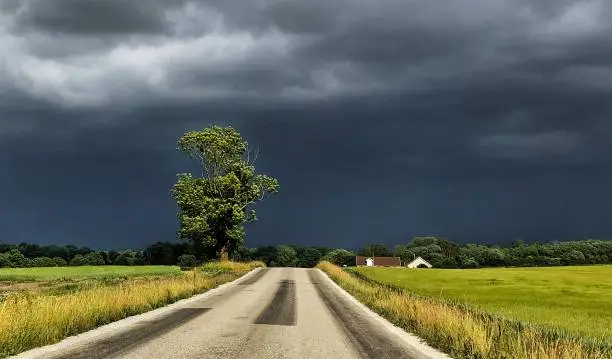 Tree in sunlight with dark clouds behind