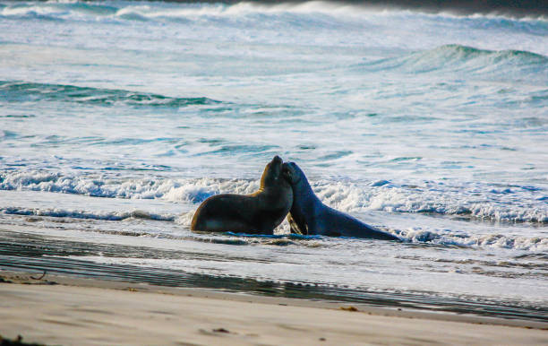 brązowa pieczęć futrzana (arctocephalus pusillus) lub austalazjańska foka futra, para igraszki na plaży, otago, nowa zelandia - whimper zdjęcia i obrazy z banku zdjęć