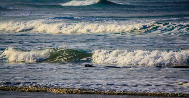 brązowa pieczęć futrzana (arctocephalus pusillus) lub austalazjańska foka futra, para igraszki na plaży, otago, nowa zelandia - whimper zdjęcia i obrazy z banku zdjęć