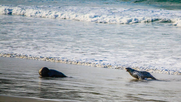 brązowa pieczęć futrzana (arctocephalus pusillus) lub austalazjańska foka futra, para igraszki na plaży, otago, nowa zelandia - whimper zdjęcia i obrazy z banku zdjęć