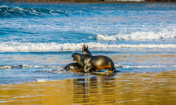 brązowa pieczęć futrzana (arctocephalus pusillus) lub austalazjańska foka futra, para igraszki na plaży, otago, nowa zelandia - whimper zdjęcia i obrazy z banku zdjęć