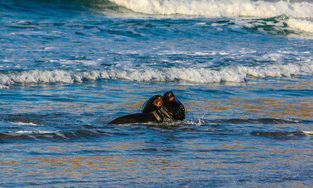 brązowa pieczęć futrzana (arctocephalus pusillus) lub austalazjańska foka futra, para igraszki na plaży, otago, nowa zelandia - whimper zdjęcia i obrazy z banku zdjęć