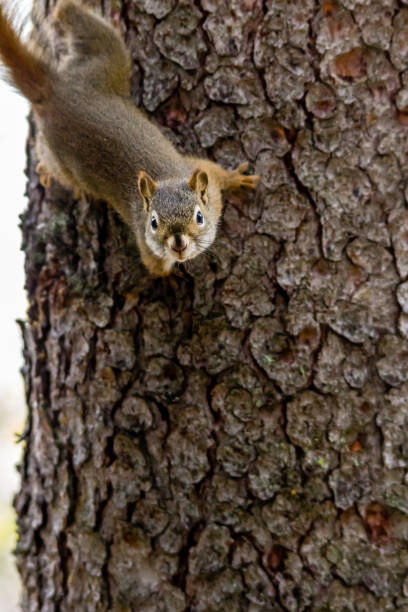 istock American red squirrel (Tamiasciurus hudsonicus) in a tree, banff National Park, Alberta, Canada 1005141548