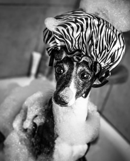black and white image of italian greyhound dog in bubble bath with shower cap stock photo