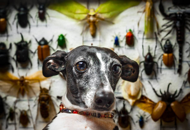 włoski pies chart przed polem cienia pełnym owadów i robaków - fashion show top gypsy fashion zdjęcia i obrazy z banku zdjęć