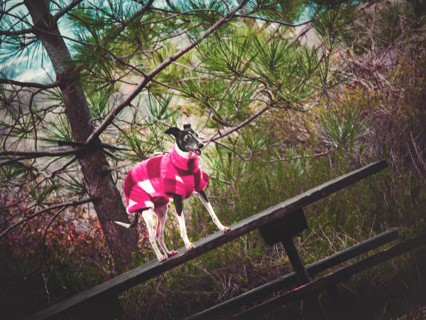 włoski pies chart w stroju kempingowym na stole piknikowym w lesie - fashion show top gypsy fashion zdjęcia i obrazy z banku zdjęć