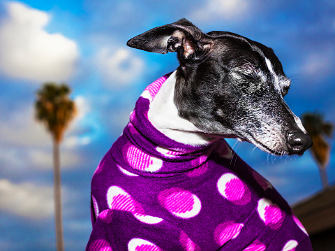 italian greyhound dog closing eyes with palm trees and sky in the background