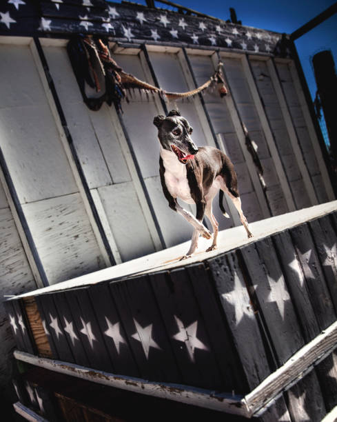 włoski pies chart na opuszczonej scenie cyrkowej - fashion show top gypsy fashion zdjęcia i obrazy z banku zdjęć