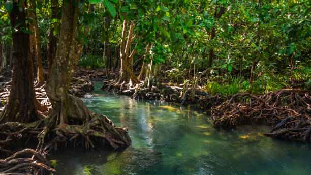 istock Tapom in Krabi Thailand . 1005144798