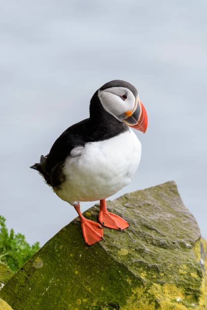 istock Puffins at Latrabjarg in Iceland 1005144884