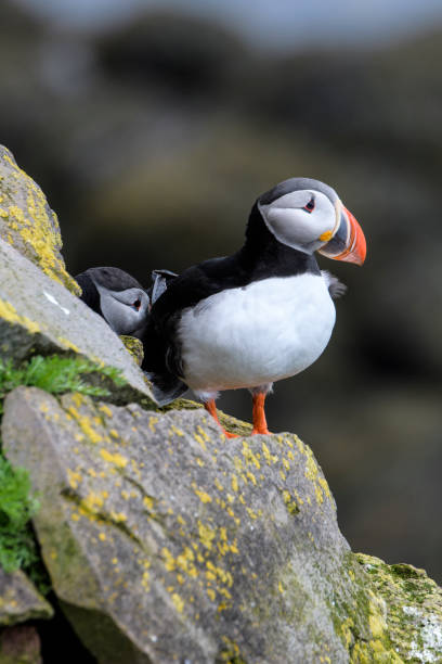 istock Puffins at Latrabjarg in Iceland 1005145094