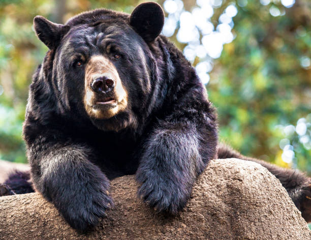 close-up of black bear leaning over rock stock photo