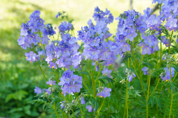 Polemonium caeruleum or jacob's-ladder or greek valerian blue flowers with green stock photo