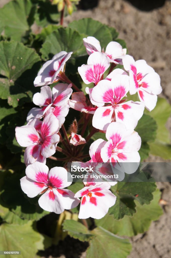 Herradura De Geranio Flores De Splash Blanco Americana Con Base Roja Foto de stock y más banco de imágenes de Geranio - iStock Herradura De Geranio Flores De Splash Blanco Americana Con Base Roja Foto de stock y más banco de imágenes de Geranio - iStock